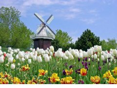 荷蘭市場投資攻略，外國人如何注冊公司？